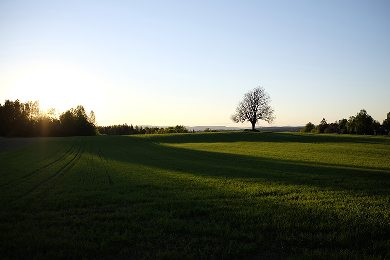 The silhouette of a tree during sundown.