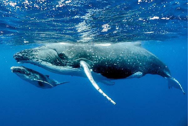 humpback whales