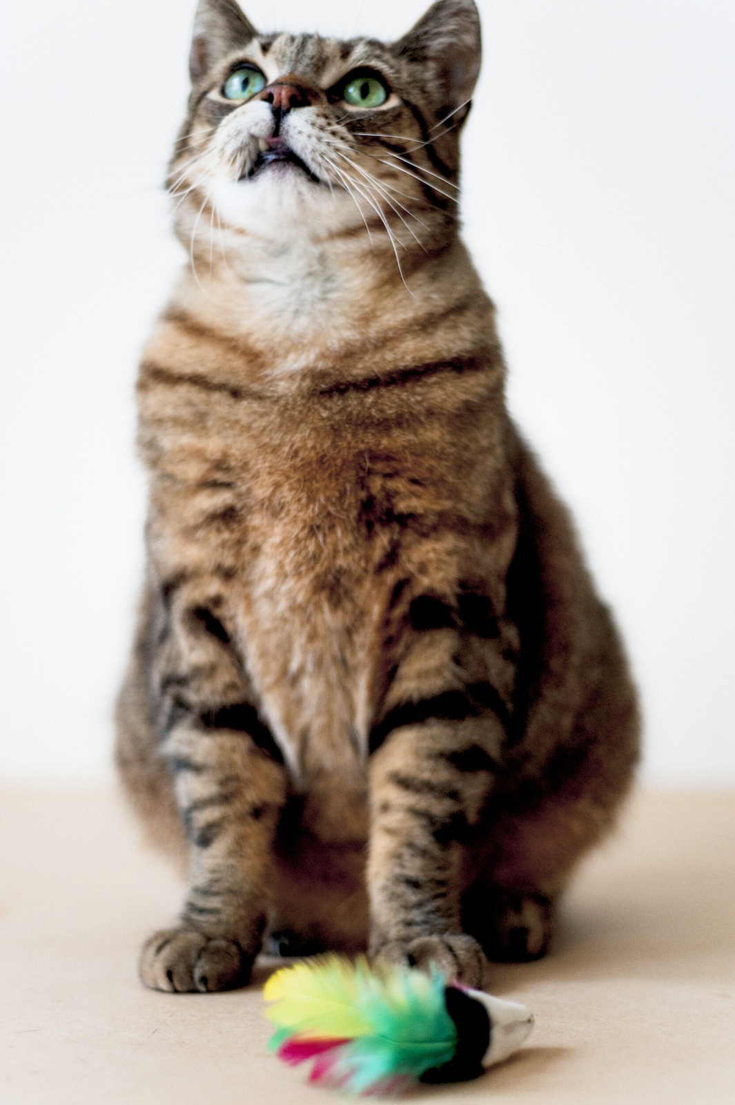 A striped cat looking up with a colorful feathered toy at its feet.